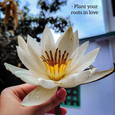 Plant Your Roots In Love 🌼🤍