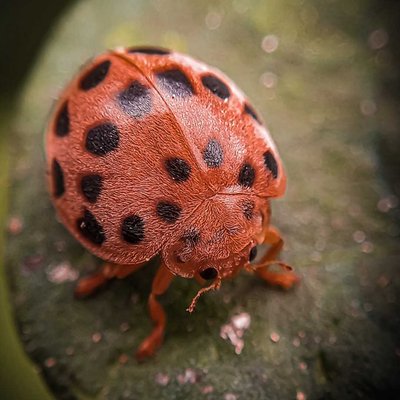 Lady Bug