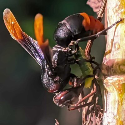 Asian Hornet