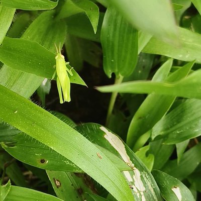 Grasshopper