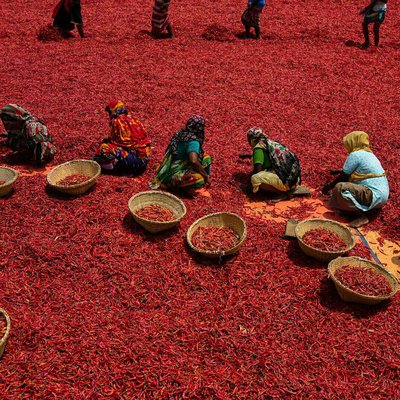 drying chillies 