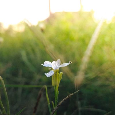 Beautiful FlowerXsunset