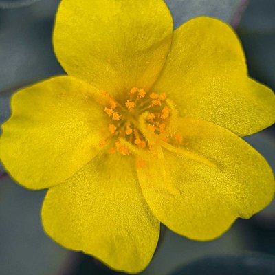 Yellow Portulaca (Krokot Kuning)