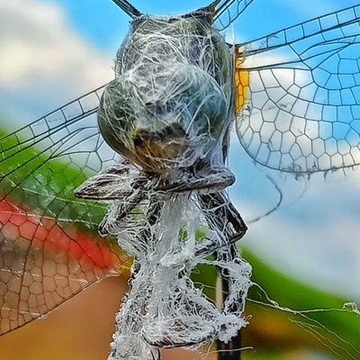  dragonfly in spider web 