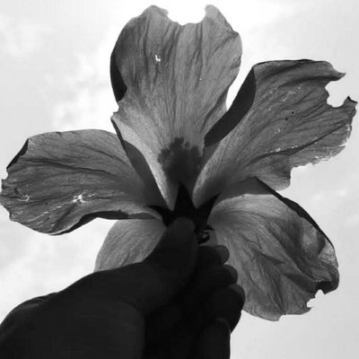 hibiscus 