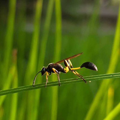 Bee