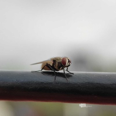 Insect