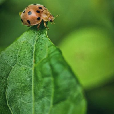 Kumbang Koksi alias Lady Bug.......