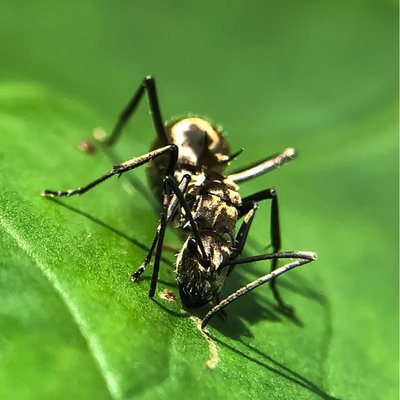Polyrhachis