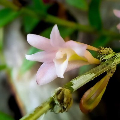 Dendrobium Sekarpuro