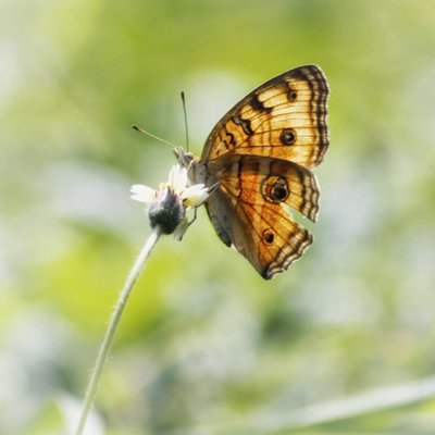 kupu-kupu
