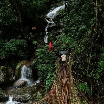 Living Root Bridge