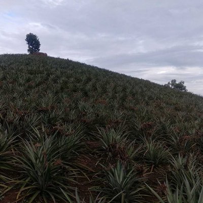 pineapple farm