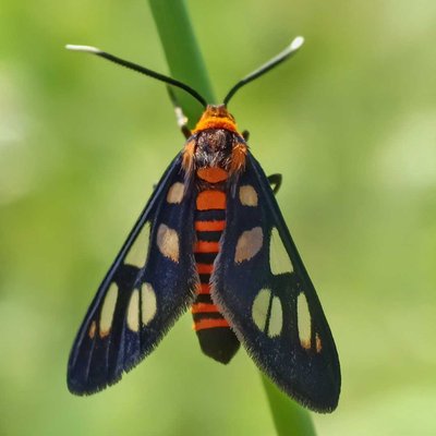 Amata huebneri