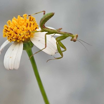 Mantis