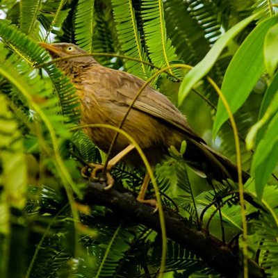 jungle babbler ( Rufous babbler ) 