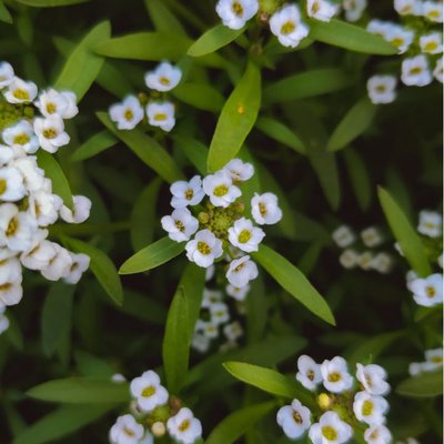 Macro