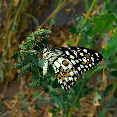 butterfly 🦋
