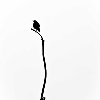 Lonely bird 