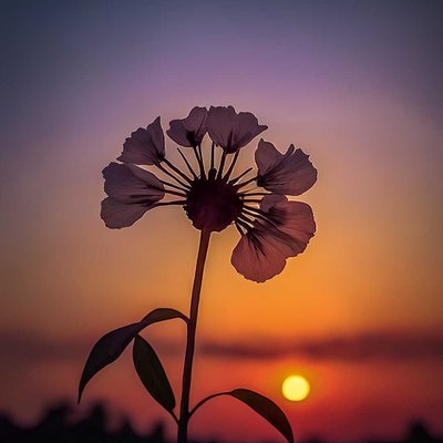flower silhouette in sunset