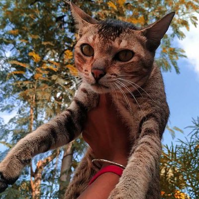 flying 🐱😅