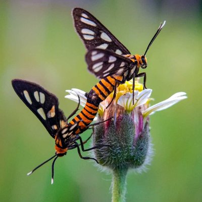 Amata huebneri
