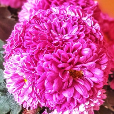 Chrysanthemum morifolium (Bunga Seruni)
