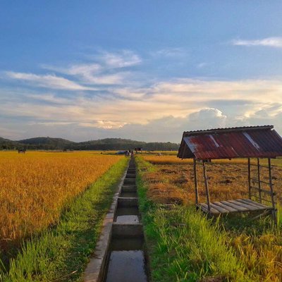 Sawah