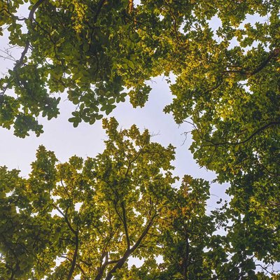 trees 
