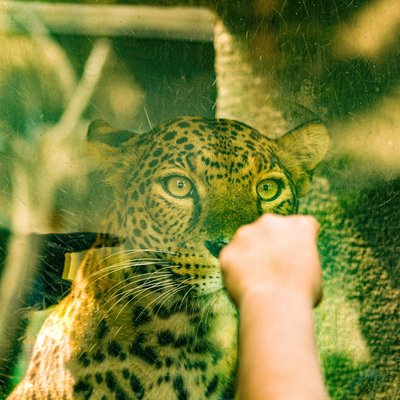 Leopard in Jatim Park 2