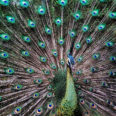 BURUNG MERAK
