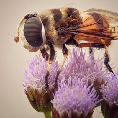 Bee Time