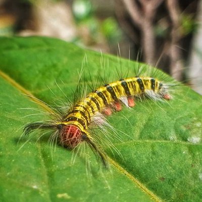 catterpillar