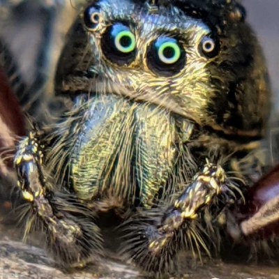 HYLLUS