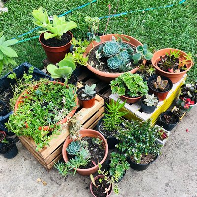 Mi jardín