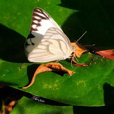 Appias libythea