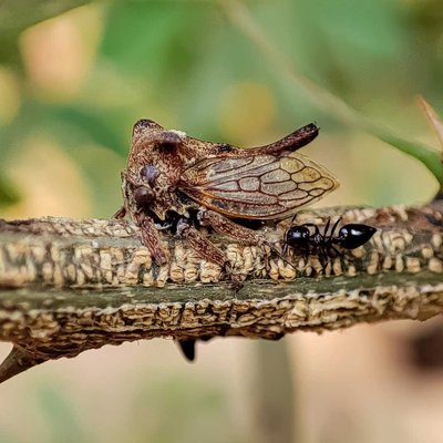 Treehopper