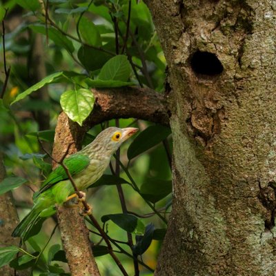 Birds World
