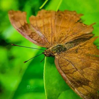 Junonia iphitha 