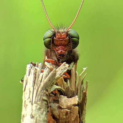 Ascalaphidae 🐝