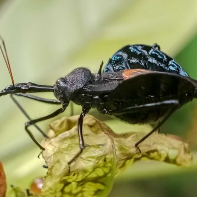 Assassin bug