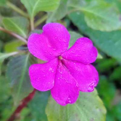 Impatiens hawkeri