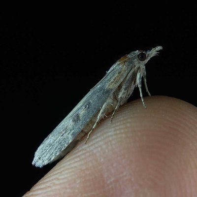 The moth