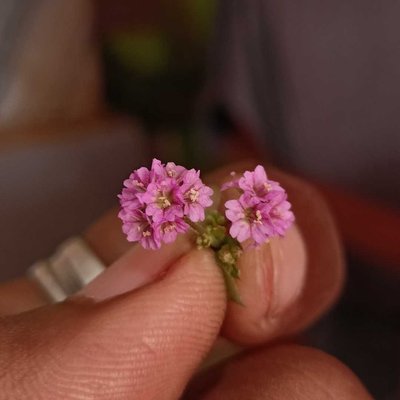 little flowers 