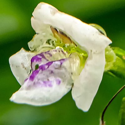 Asystasia gangetica