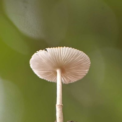 jamur