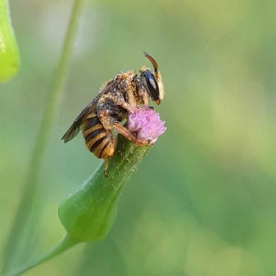 Megachilidae