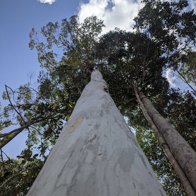 Pohon kayu