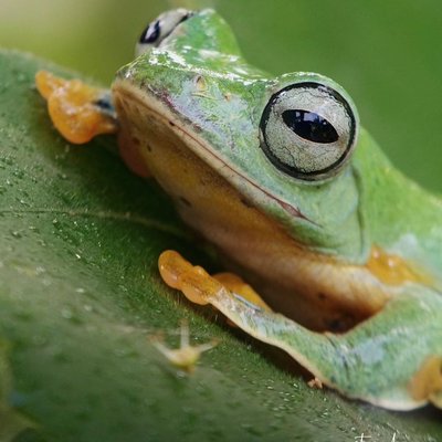 Wallace Flying Frog
