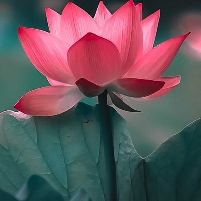 Lotus🪷